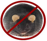 desratizacao-no-Itaquaquecetuba